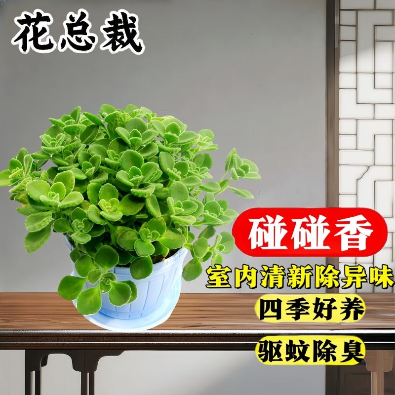 碰碰香盆栽多肉植物迷迭香绿植