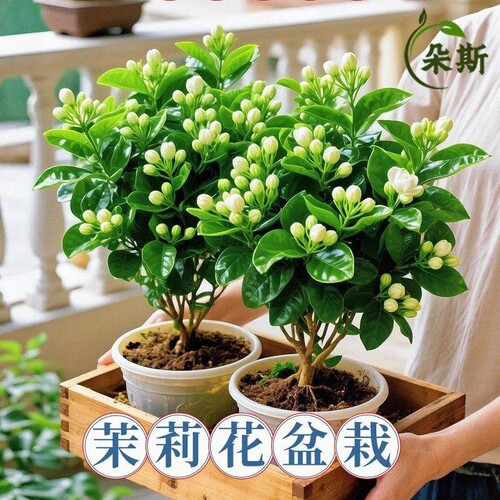 茉莉花盆栽树苗阳台鲜花卉植物重瓣带花苞绿植室内花苗办公室客厅