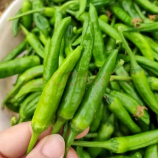 新鲜现摘樟树椒薄皮港椒新鲜樟树港辣椒新鲜包邮到家