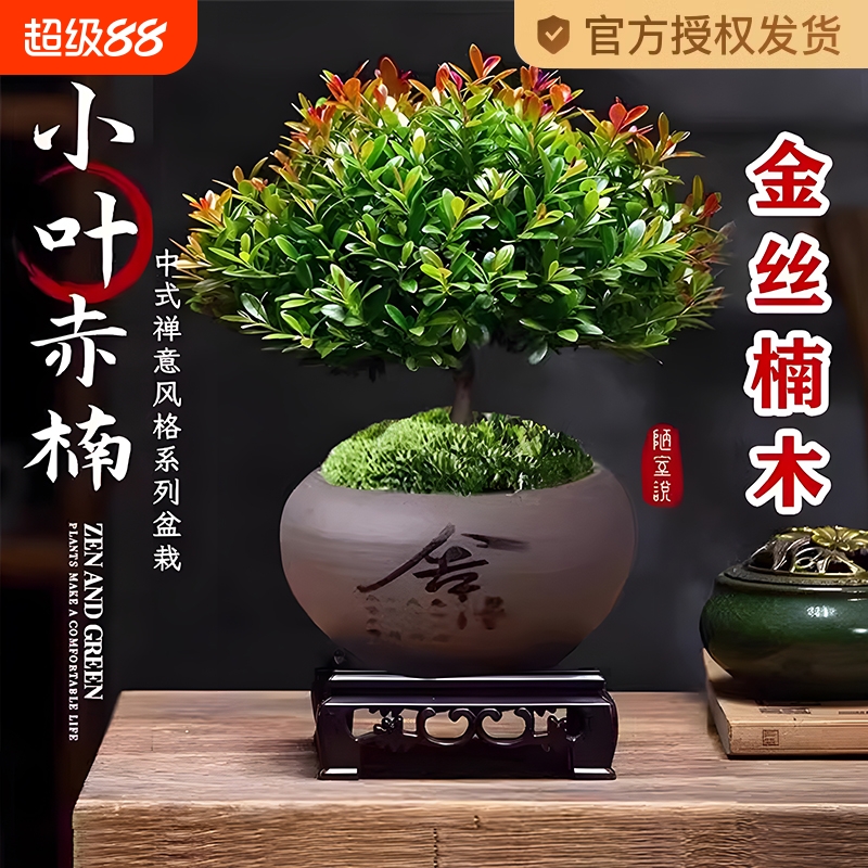 小叶赤楠盆景金丝楠木老桩盆栽苗办公室内花卉桌面小绿植四季好养