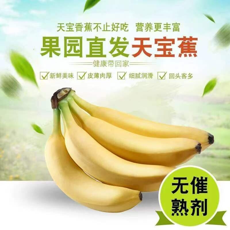 福建漳州天宝香蕉现摘水果高山香蕉香甜软糯小米蕉香甜香蕉整箱