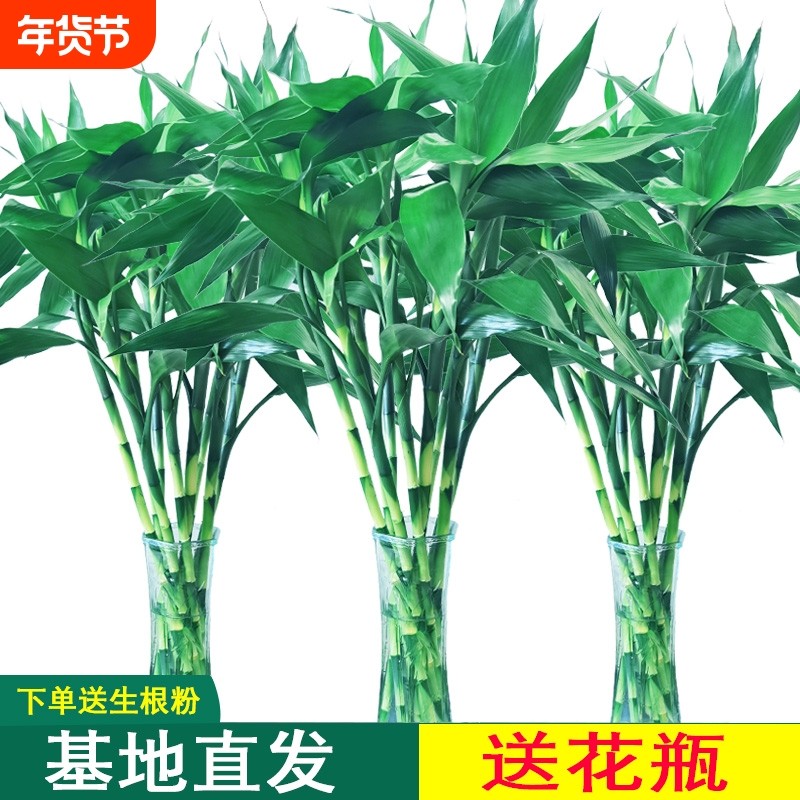 水养富贵竹水培植物客厅桌面招财观音竹文昌转运竹子绿植盆栽植物,鲜花速递/花卉仿真/绿植园艺,绿植,淘宝优惠券,粉丝福利购,淘宝优惠卷