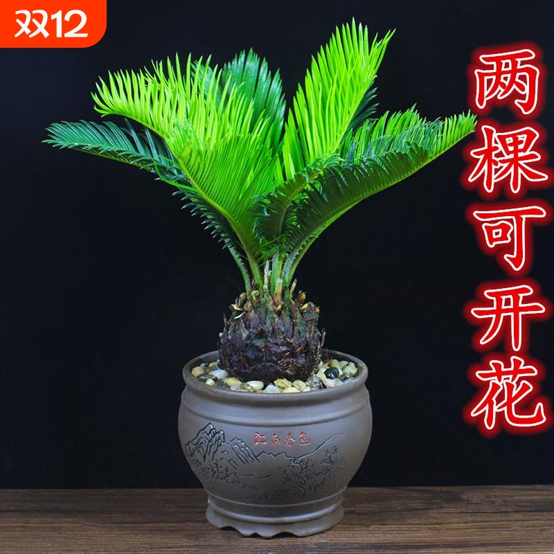 铁树盆栽办公室内客厅阳台四季常青好养耐寒植物庭院盆景桌面绿植