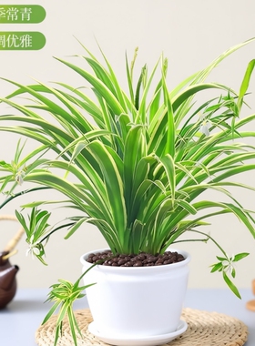 金边吊兰盆栽水培植物大盆吸甲醛室内好养花卉垂吊桌面绿植物金钻