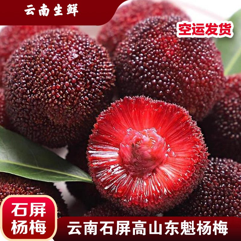 正宗云南石屏高山东魁杨梅大果