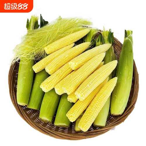 新鲜甜玉米笋迷你玉米芯