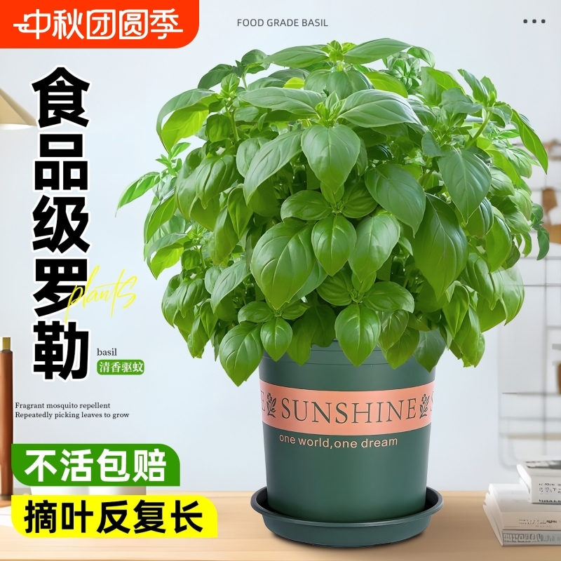 罗勒盆栽可食用九层塔金不