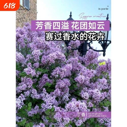 丁香花树苗盆栽四季花卉耐寒欧洲阳台室外庭院绿植物开花花园耐热