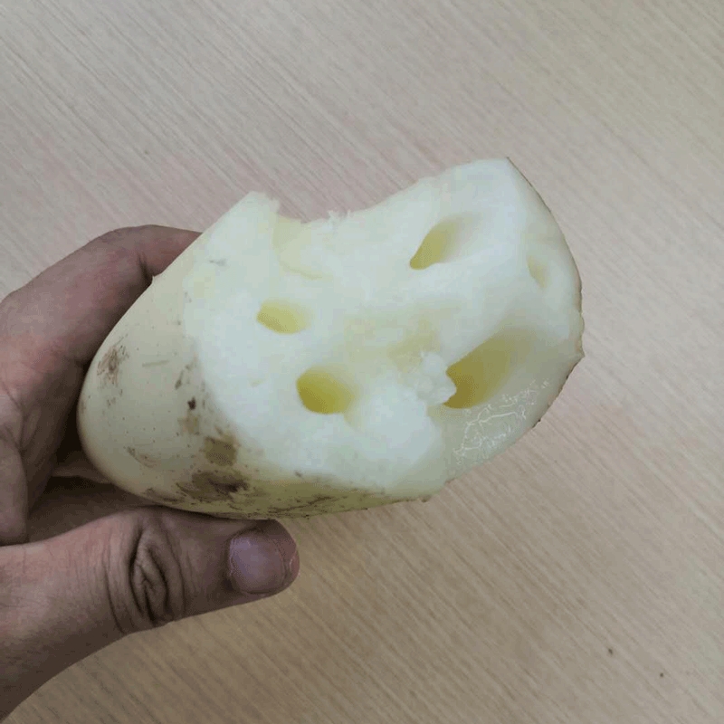 新鲜莲藕小藕3斤现挖现发