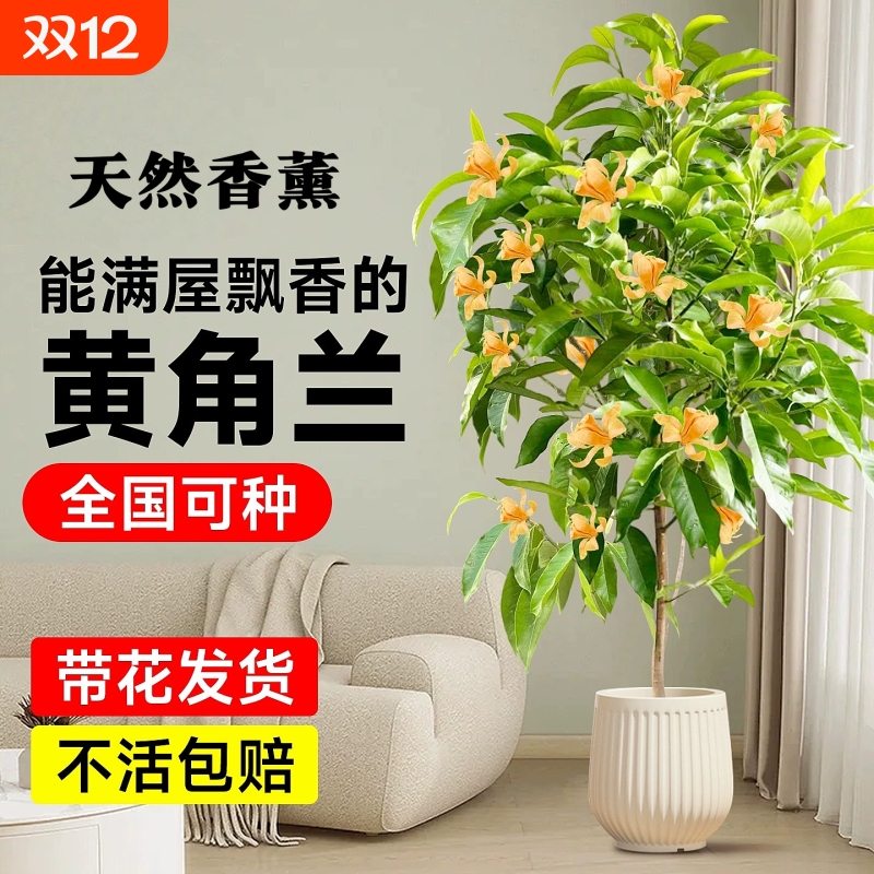 白兰花玉兰花大树苗带花苞矮化老桩盆栽紫黄角黄果兰花卉绿植植物