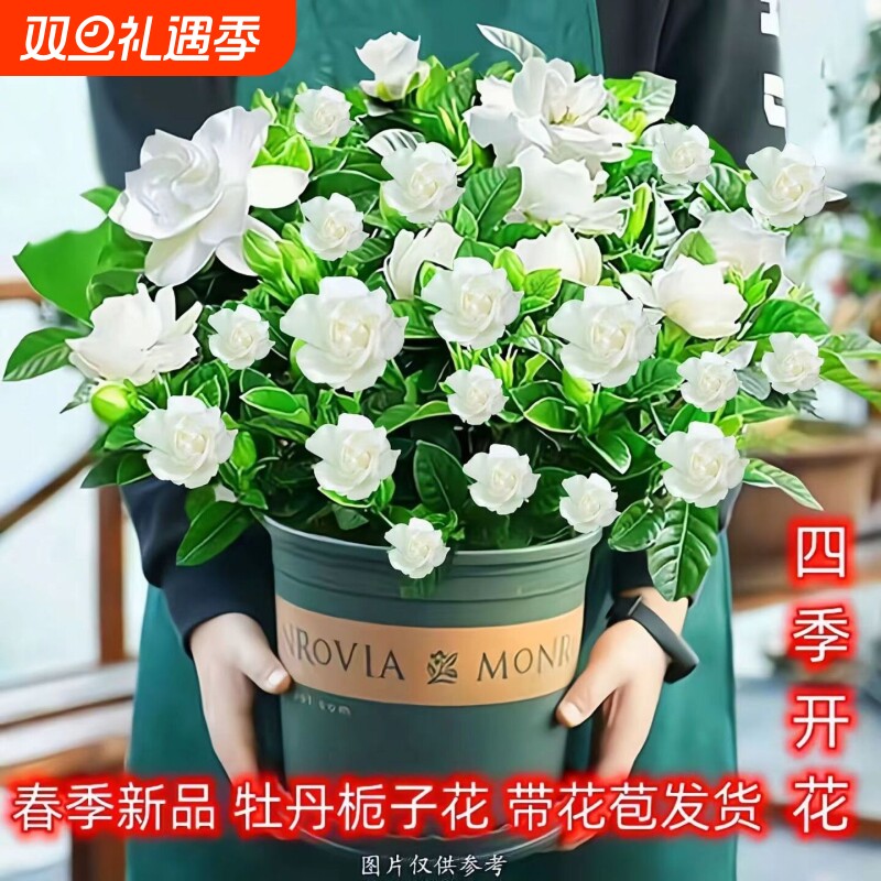 大盆栀子花带花苞室内绿植盆栽水培花卉大全四季开花除甲醛花卉