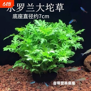 水罗兰坨草鱼缸造景水草绿植阴性后景净水增氧水草新手懒人好养活