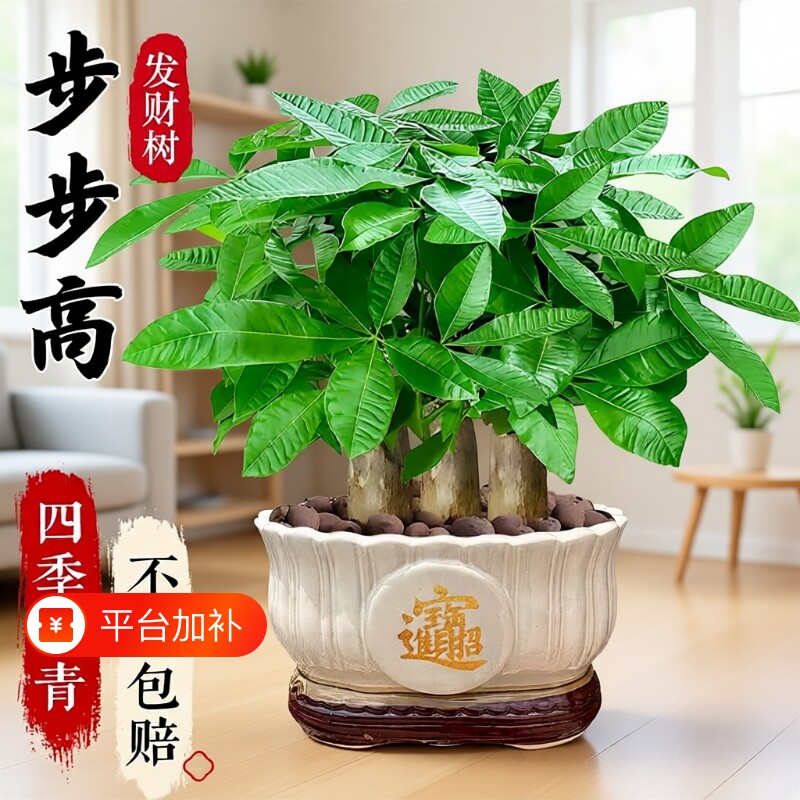 发财树盆栽易活植物室内客厅绿植小盆景四季常青招财室内盆栽花卉