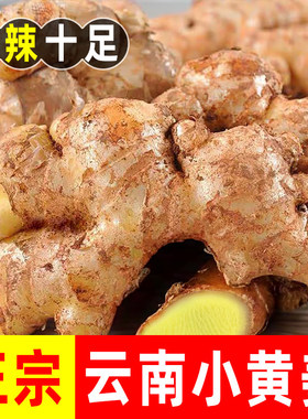 正宗云南小黄姜高山现挖农家新鲜生姜月子姜老姜批发5斤九斤包邮