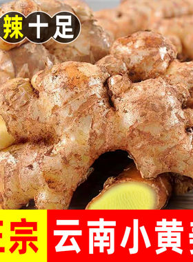 正宗云南小黄姜高山现挖农家