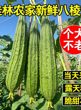 广西桂林新鲜嫩丝瓜当季八角棱角丝瓜八棱瓜农家自种现摘水瓜脆甜
