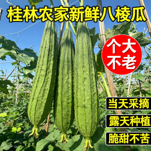 广西桂林新鲜嫩丝瓜当季八角棱角丝瓜八棱瓜农家自种现摘水瓜脆甜