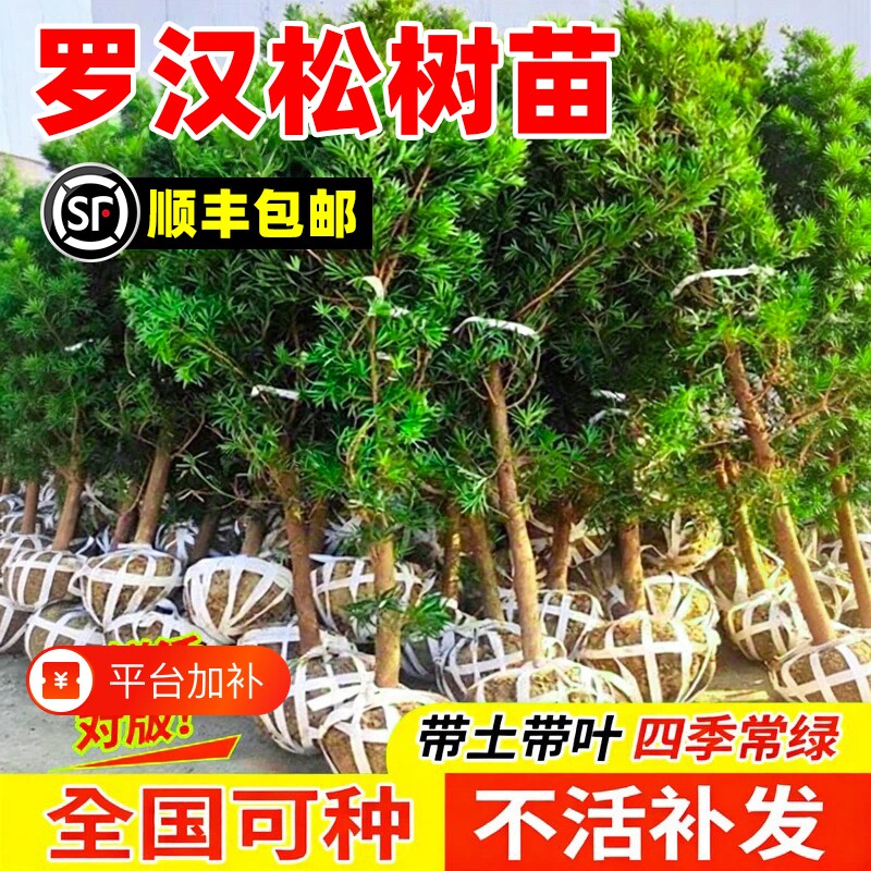 罗汉松树苗大树雀舌庭院别墅阳台地栽可造型室内外盆栽盆景绿植物