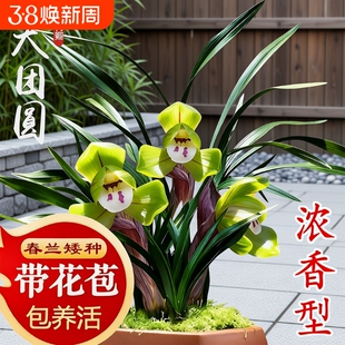 春兰带花苞名贵兰花苗矮种好养室内花卉绿植盆栽大富贵客厅办公桌