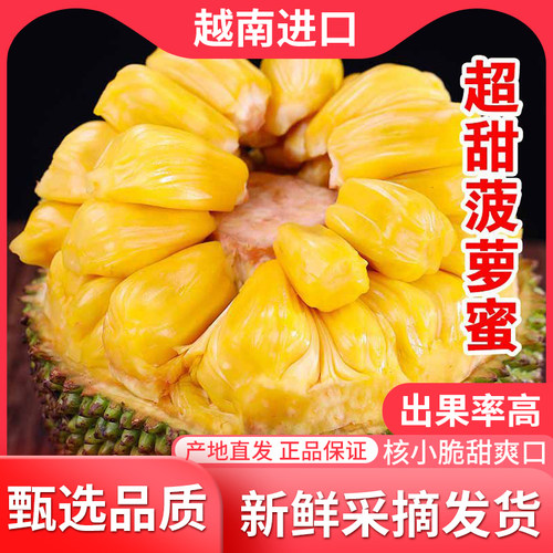 【生剥不赔】越南黄肉菠萝蜜当季新鲜水果批发干苞脆爽一整个包邮