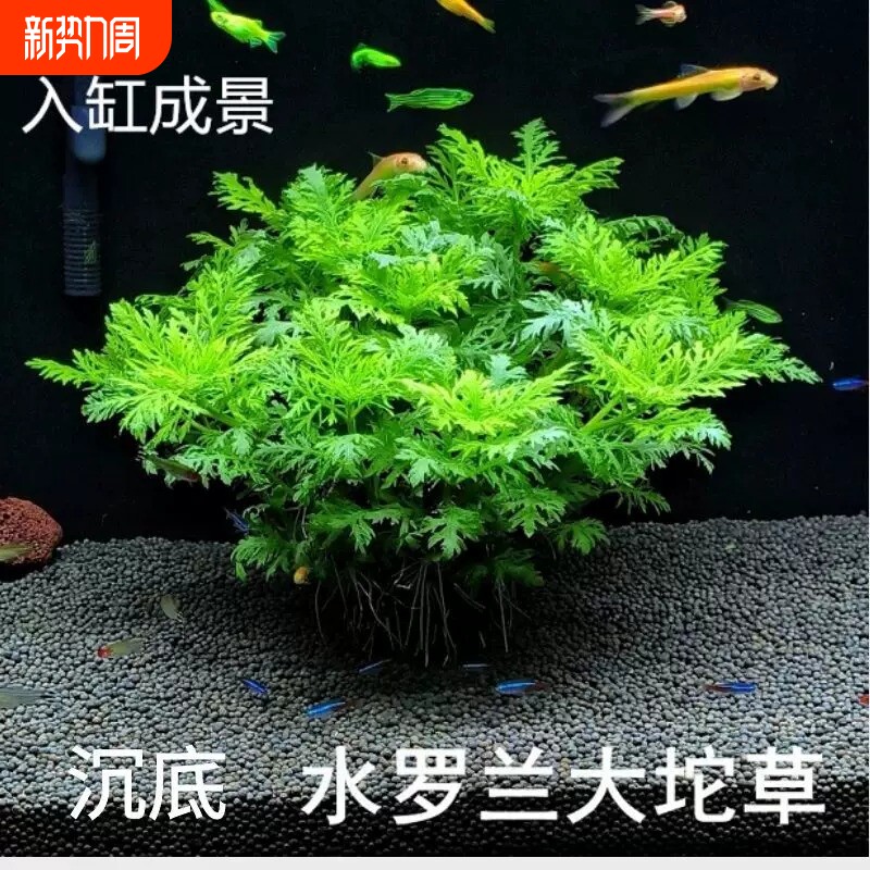 水罗兰沉底造景水草自带坨草养鱼生态缸净水增氧水培植物鱼缸躲避