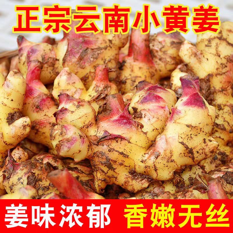 新鲜小黄姜脆嫩姜辛辣黄姜辣姜优质嫩姜新鲜带土小黄姜