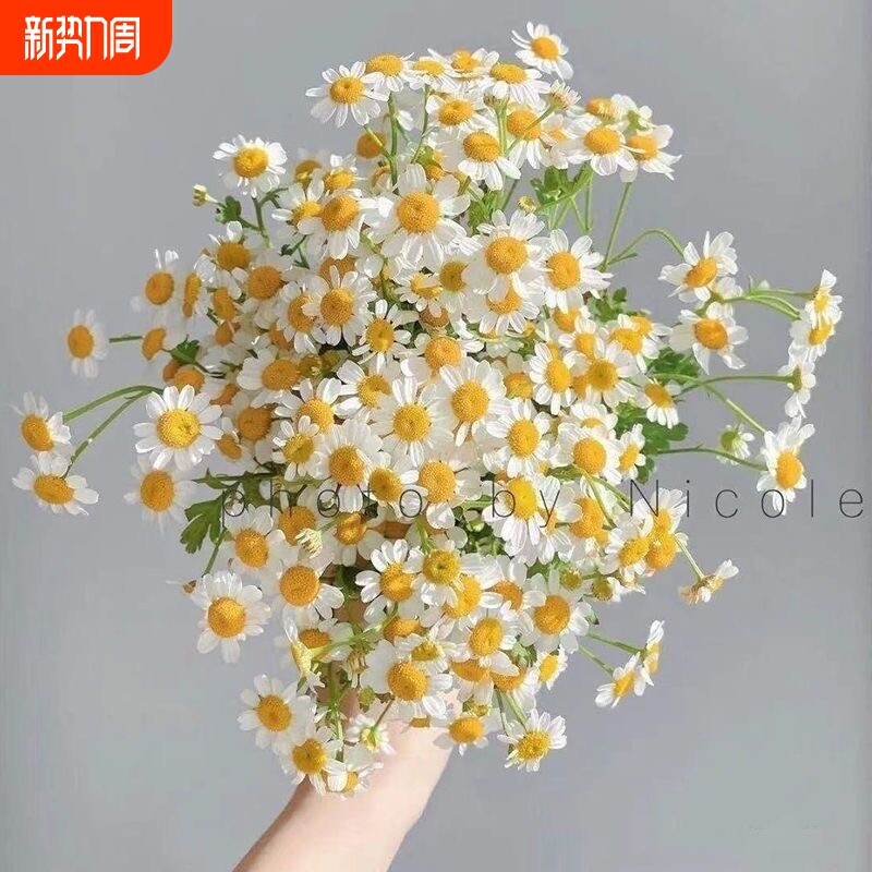 ins洋甘菊小清新花束云南直发洋甘菊花束小雏菊生日花束家庭插花