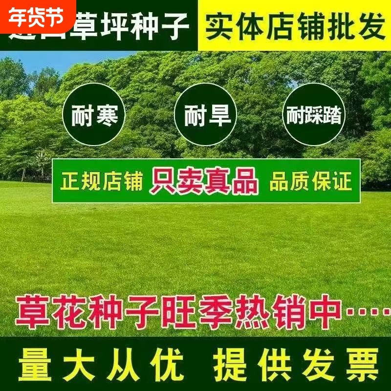 草坪草籽四季常青庭院矮生地毯草护坡狗牙根马尼拉绿化黑麦草种子,鲜花速递/花卉仿真/绿植园艺,家庭园艺种子,淘宝优惠券,粉丝福利购,淘宝优惠卷