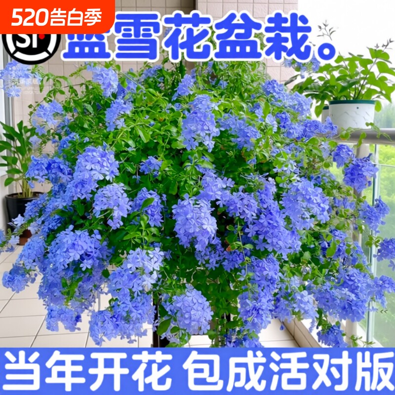 蓝雪花盆栽花卉大苗绿植阳台长好养的鲜花带花庭院花期开花棒棒糖