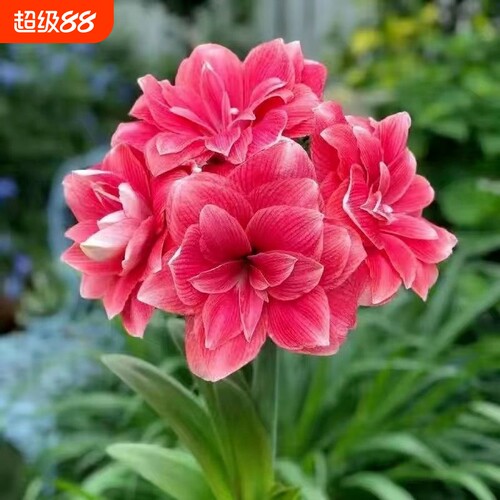 开花荷兰进口重瓣朱顶红盆栽四季开花室内阳台庭院好养活客厅芙蓉