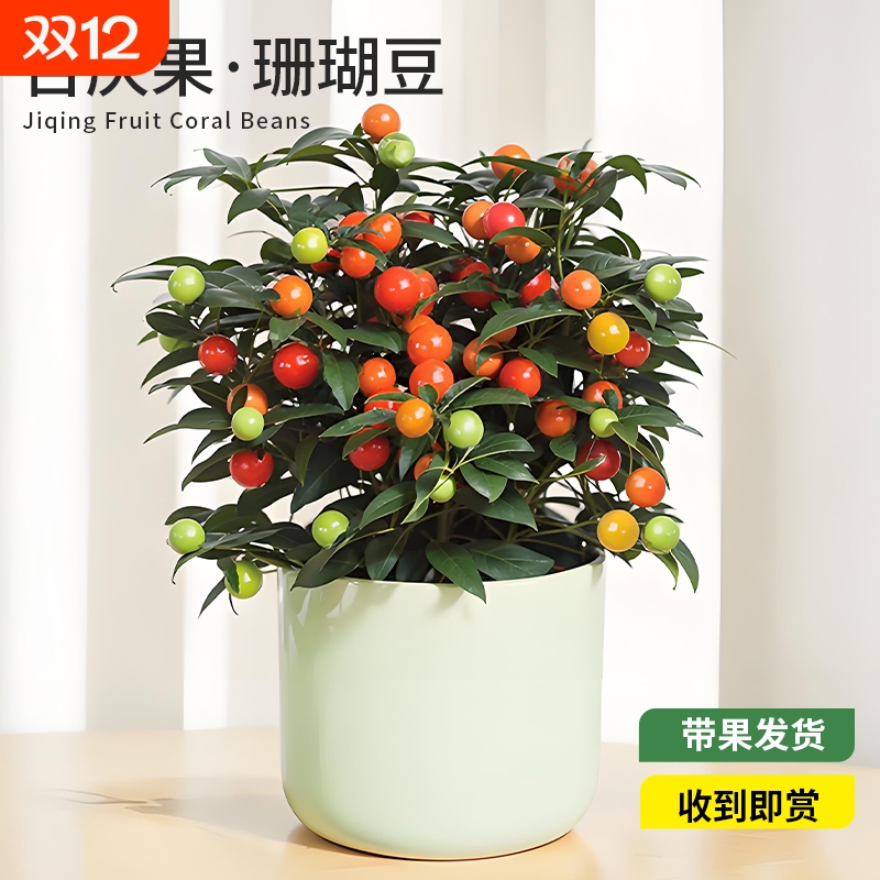 珊瑚豆盆栽冬珊瑚樱四季果室内