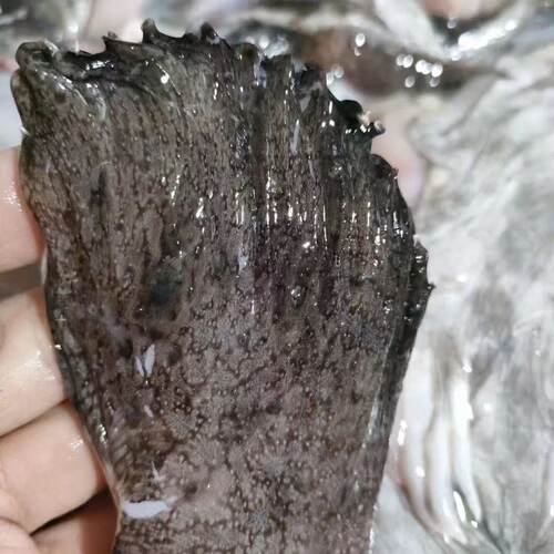 深海鱼耳鱼杂鱼速冻大号海鲜海产速冻批发生鲜新鲜安康鱼翅鱼鳍