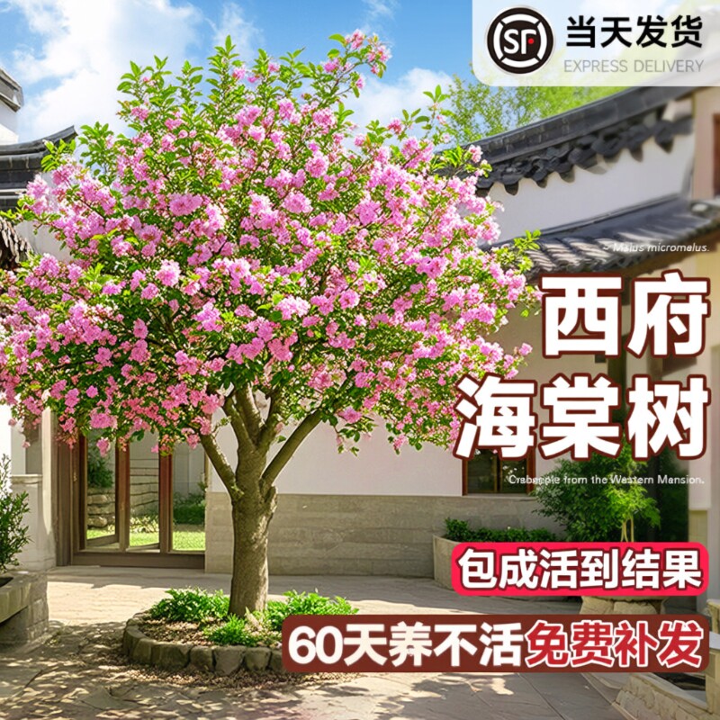 海棠花树苗高杆西府北美海棠耐寒植物庭院盆栽地栽风景树室外开花图片