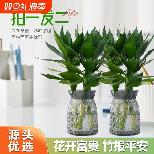 【买一送一】水培观音竹富贵竹四季常青室内水养绿植盆栽轻奢花瓶