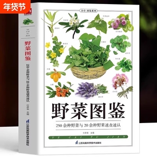 野菜图鉴250种与20余种野果速查速认大全书野外认采中草药野生植物花草识别图解饮食宜忌科普书食用书籍养生历史百科拼音小说医院