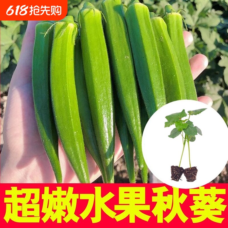 水果秋葵种子苗蔬菜种籽孑春季秧秋癸菜苗四季树苗黄秧苗幼苗带土