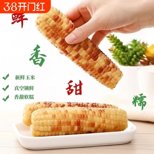 东北花糯玉米真空装2026新鲜加热即食苞米粘玉米小苞谷