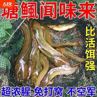 塘角鱼饵料黄骨鱼胡子鲶鱼饵塘鲺鱼专用野钓料塘鲺土塘专用通用
