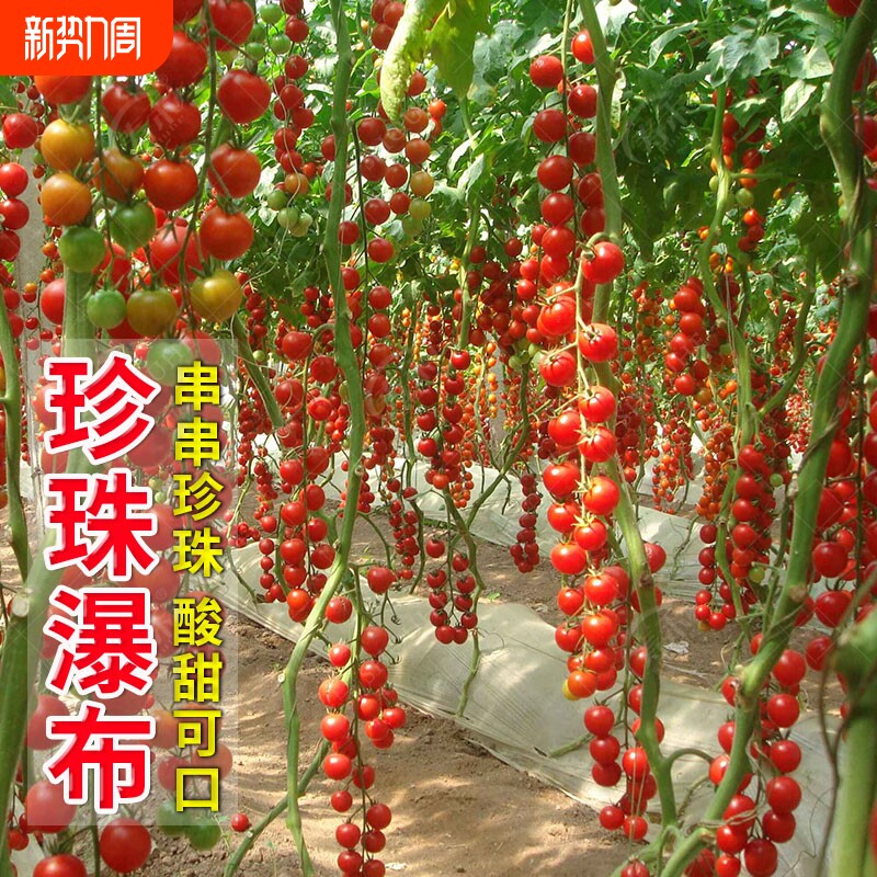瀑布小番茄种子种籽苗孑西红柿秧菜苗批发秧苗大全盆栽圣女果苗