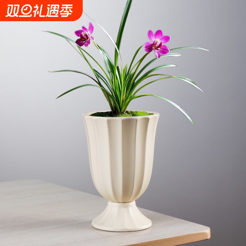 现代ins桌面陶瓷绿植蝴蝶兰盆栽简约亚光室内北欧风罗马条纹花盆