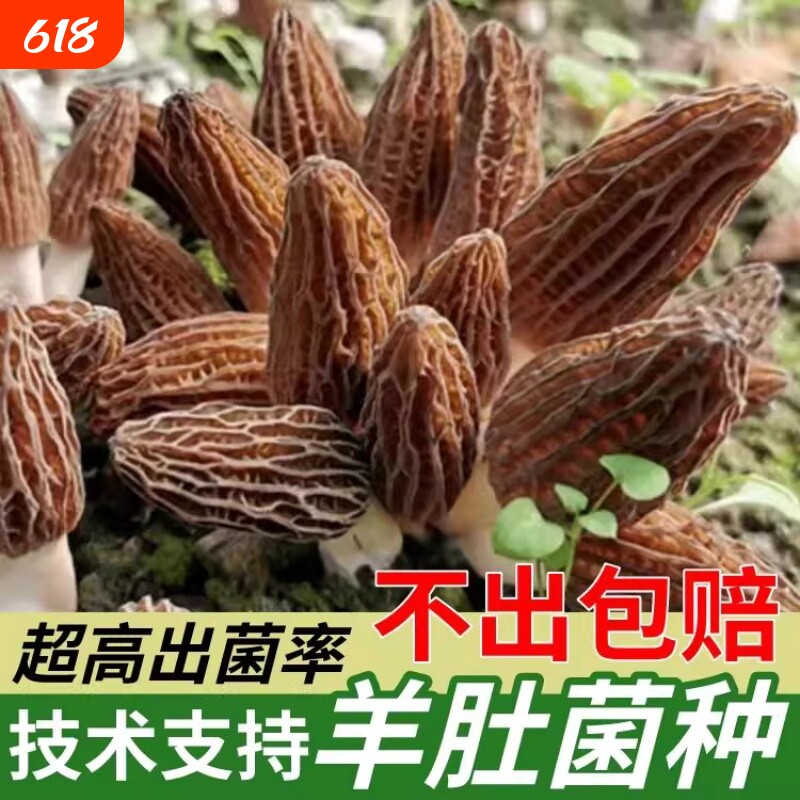 家庭野生羊肚菌菌种菌包室内云南种植高产羊肚蘑菌菇原种菌种家种