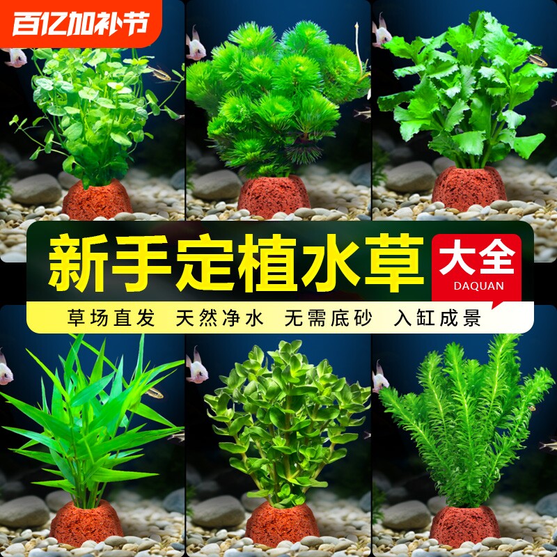 鱼缸火山石水草植物真草绿菊蜈蚣草水榕阴性新手水草造景净化水质