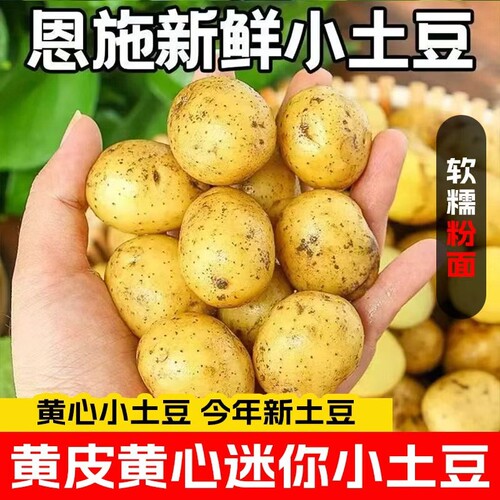 恩施高山新鲜黄心小土豆