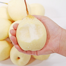 河北鸭梨正宗大鸭梨水晶梨当季 水果新鲜梨子产地直发皇冠梨雪花梨