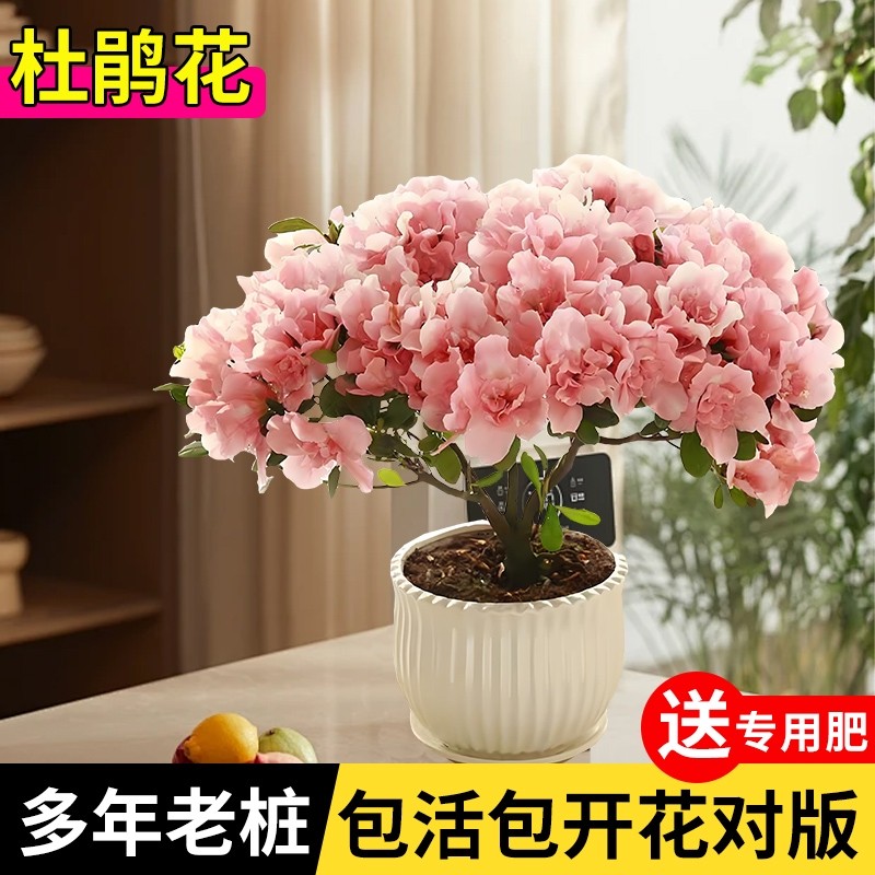 杜鹃花盆栽鹃映山红重瓣花卉老桩好养活阳台室内绿植带花客厅室外