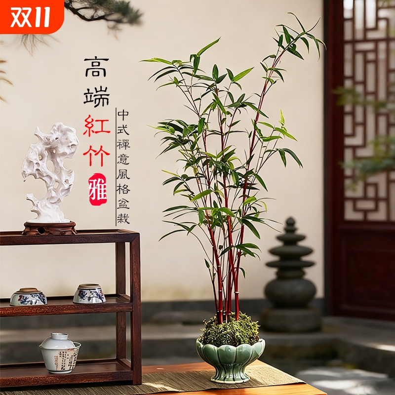 红竹苔藓球观音竹子盆栽植物景观凤尾竹米竹水培盆景客厅桌面观赏