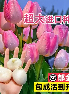 进口郁金香种球水培植物室内种子盆栽成品花苗好养活水仙百合花卉