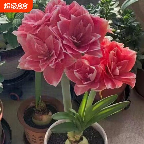 朱顶红种球花球盆栽球根花卉四季开花阳台种苗耐热花盆耐寒种植