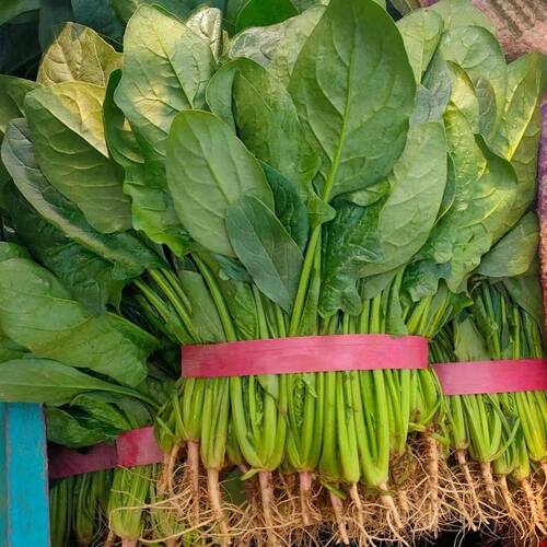 新鲜菠菜鲜嫩菠菜农家自种菠菜鲜嫩可口新鲜时令蔬菜
