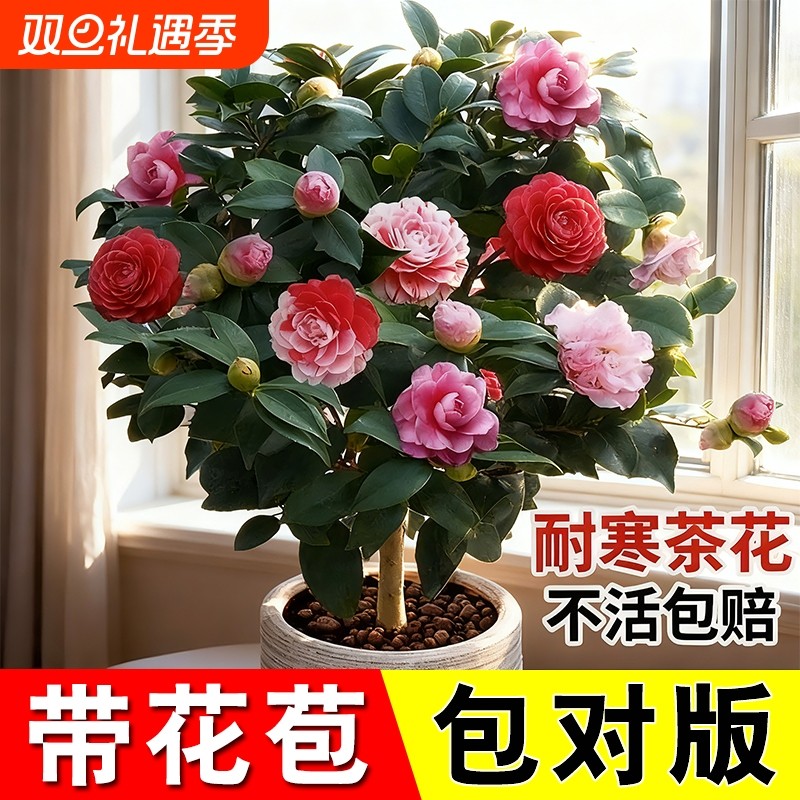 茶花树苗带花苞香妃四季山茶花花苗盆栽耐寒好养绿植客厅桌面耐阴